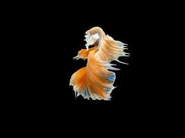 Action and movement of Thai fighting fish on a black background photo