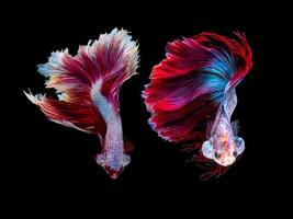 Action and movement of Thai fighting fish on a black background photo