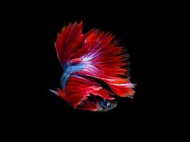 Action and movement of Thai fighting fish on a black background, Halfmoon Betta photo