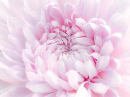 The patterns and textures are arranged and the beautiful color of the soft chrysanthemum photo