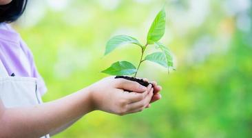 Image Asian little girl holding a sapling in her hand photo