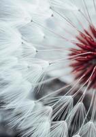 beautiful dandelion flower seed in spring season photo