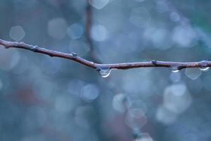 drop on the tree branch in rainy days in autumn season photo