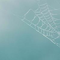 raindrops on the spider web in rainy days photo