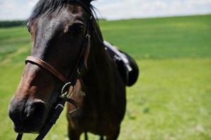 Cierra la cabeza del caballo negro en un campo en un día soleado. foto