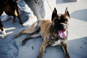 Dog pit bull terrier on the leash. photo