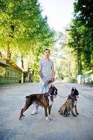 Man with two dogs pit bull terrier on a walk. photo