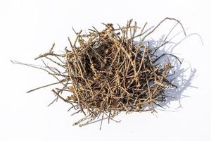 isolated empty bird's nest with little shadow on white background photo