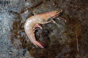 large pink steamed shrimp isolated on wet dark metal background flat lay photo