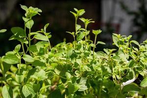 Herb Oregano growing outdoor in sunlight photo