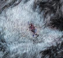 Detail of suturing or stitching on dog skin following procedure photo