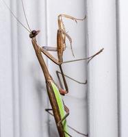 Brown praying mantis on the doorframe of a home photo