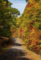 carretera en el parque estatal coopers rock en virginia occidental con colores de otoño foto