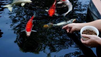 Feed the japan koi or fancy crap with your bare hands. Fish tamed to the farmer. An outdoor koi fancy fish pond for beauty. Popular pets for Asian people relaxation and feng shui meaning good luck. video