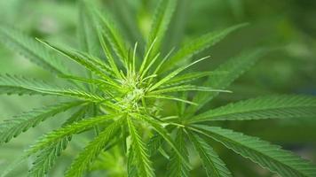 feuilles vertes de cannabis à usage médicinal ou culinaire video