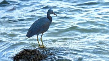 Pacific reef heron hunts for fish video