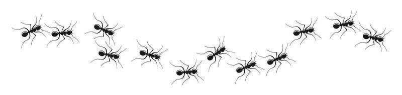 Ant trail colony on white background vector