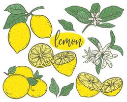 conjunto, limones, bosquejo, vector, ilustración vector
