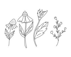 A set of summer flowers hand-drawn with a black outline vector