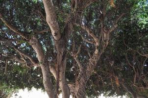 Moreton Bay fig tree photo