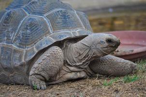 Aldabra giant tortoise reptile animal photo