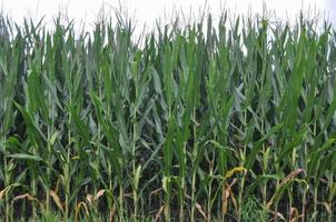 field of maize photo