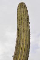 cactus espinoso planta suculenta de la familia cactaceae foto