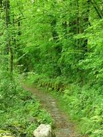 Path in a green grove of trees photo