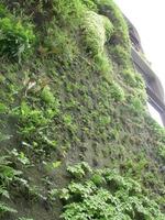 Green wall ecogical bio architecture photo