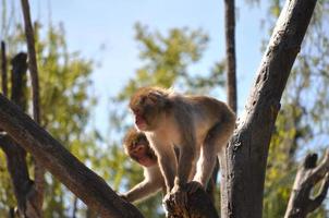 Japanese Macaque Macaca fuscata , aka Snow Monkey photo