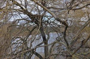 Serpentine lake in London photo