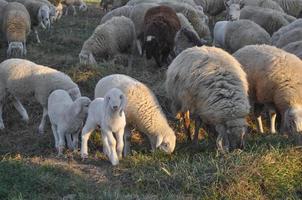 Sheep and lamb mammal photo