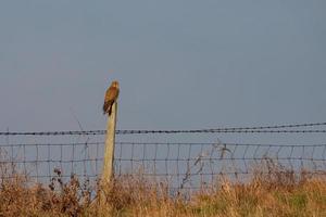 Kestrel sitting on a fence post enjoying the evening sunlight photo