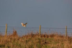 Barn Owl hunting at Elmley Marshes on a winter's afternoon