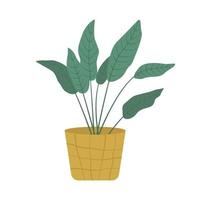 House plant in planter. Potted plant in flat style. Vector illustration isolated on white background