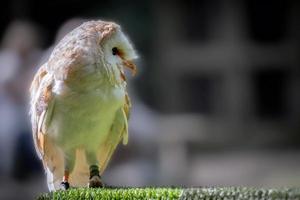 Barn Owl waiting patiently photo