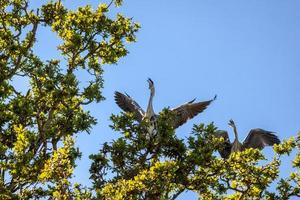 Grey Herons displaying photo