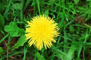 yellow dandelion grows in a meadow photo