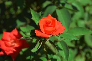 rosas hermosas, escarlatas y rojas, grandes y florecientes en un lecho de flores foto