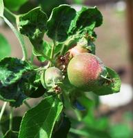 unripe, green, small apples on a branch photo