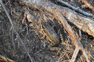 the brown frog is camouflaged under the surrounding nature photo