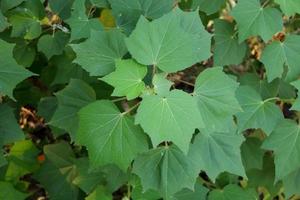 Top tree of Ceylon cotton tree leaves, another name is Chinese cotton or Tree cotton, Thailand. Top view. photo