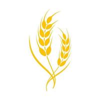 Ears of wheat. Whole grains for making bread. vector