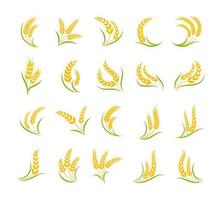 golden wheat ears Whole grains for breakfast vector