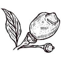 Engraving lemon on branch with leaves. Hand drawn whole lemon or lime growing on twig. vector