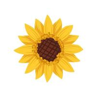 Bright sunflower flower with yellow leaves. Element of nature, plant for decoration and design. Vector flat illustration