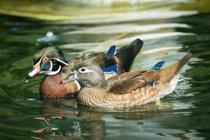 The couple mandarin duck in the lake. photo