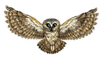 Cute flying owl, full color sketch, hand drawn vector