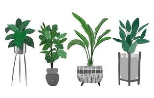 Potted plants collection including ficus lyrata and banana vector