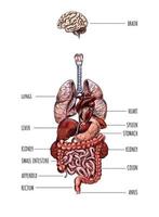 Human organs, brain lungs liver stomach kidney colon, hand drawn vector illustration.